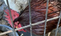 Shelter Stray Male Bird last seen LEWIS RD & WHITNEY RD LEESBURG, 12280 County Rd 448, Tavares, FL 32778, USA