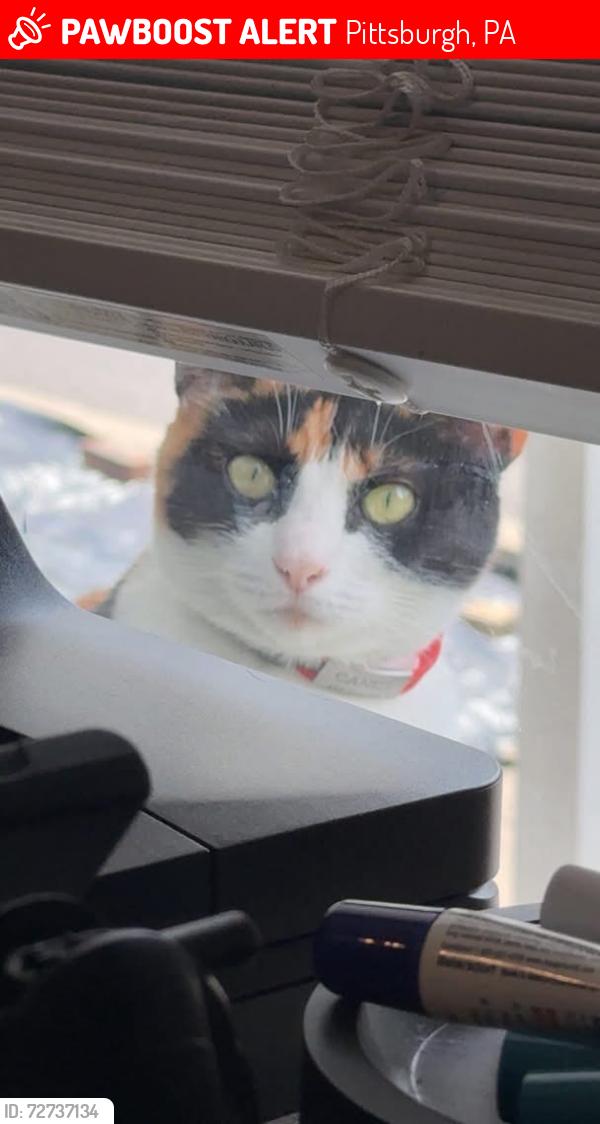 Lost Female Cat last seen Ohio river Blvd and Laurel, Pittsburgh, PA 15202