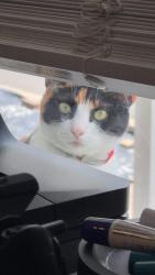 Lost Female Cat last seen Ohio river Blvd and Laurel, Pittsburgh, PA 15202