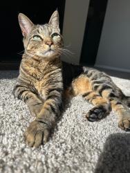 Lost Female Cat last seen Pederson creek way , Denton, TX 76208