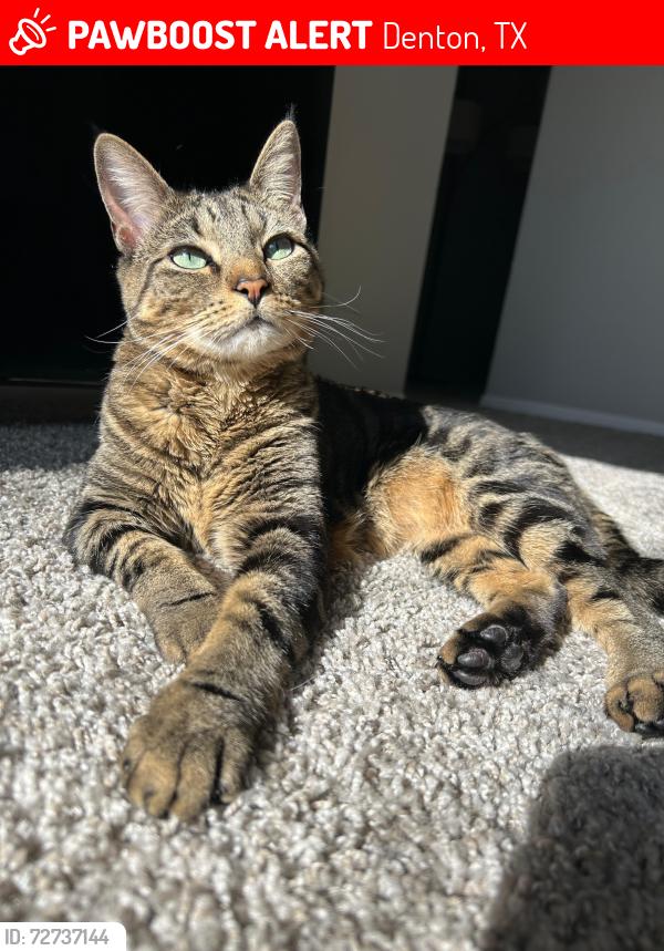 Lost Female Cat last seen Pederson creek way , Denton, TX 76208