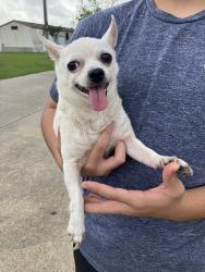 Found/Stray Male Dog last seen inson high school, Dickinson, TX 77539