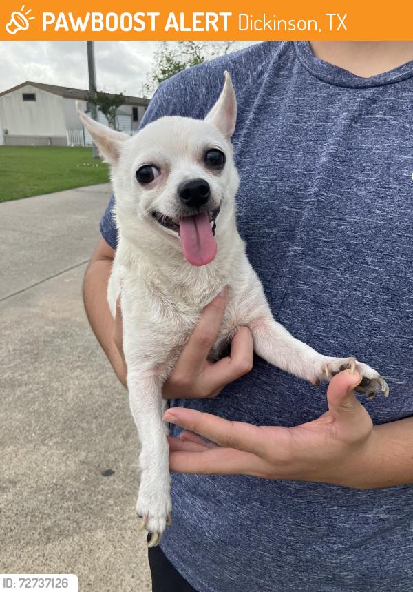 Found/Stray Male Dog last seen inson high school, Dickinson, TX 77539