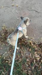 Found/Stray Male Dog last seen glenrosa ave , Phoenix, AZ 85037
