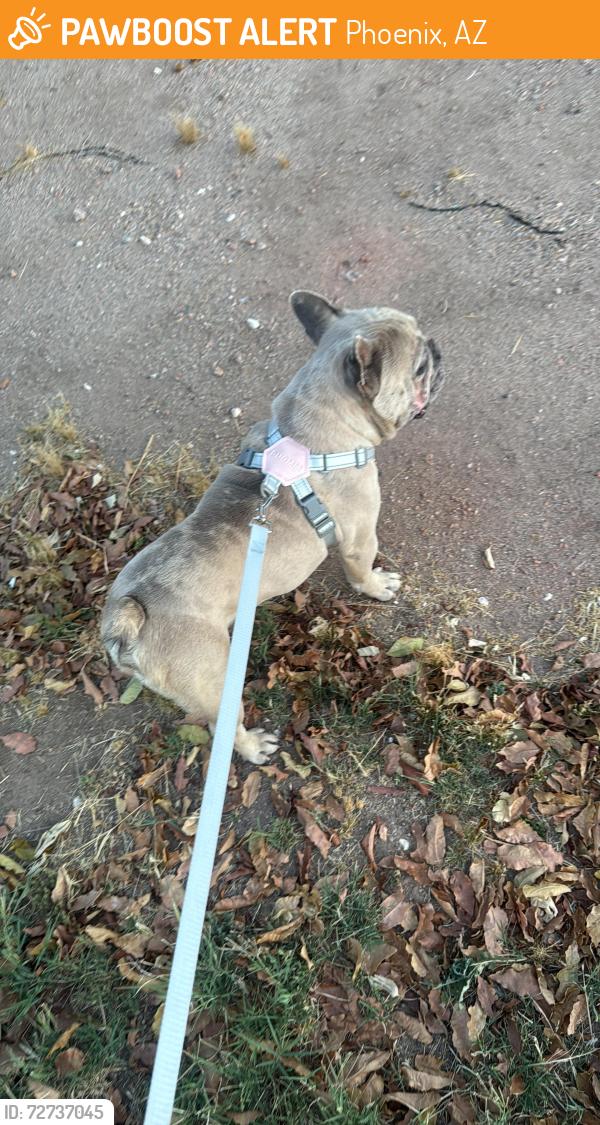 Found/Stray Male Dog last seen glenrosa ave , Phoenix, AZ 85037