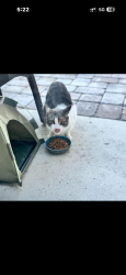 Found/Stray Unknown Cat last seen Hagen ranch . I feed him daily, Boynton Beach, FL 33436