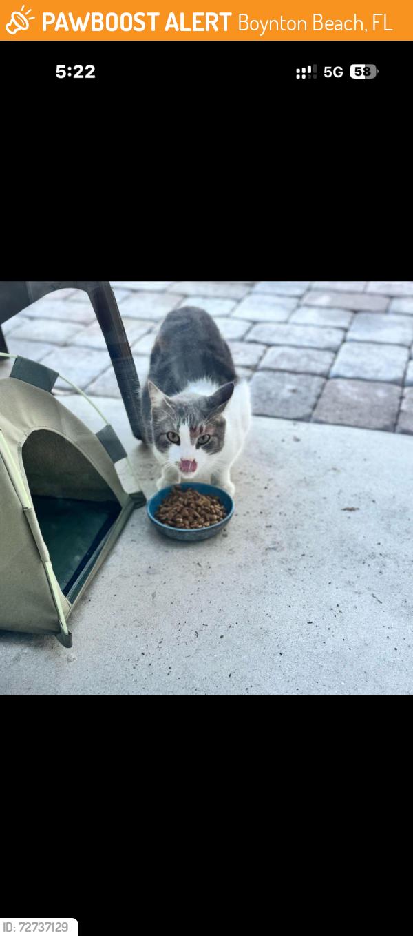 Found/Stray Unknown Cat last seen Hagen ranch . I feed him daily, Boynton Beach, FL 33436