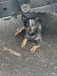 Found/Stray Male Dog last seen Racine at Walnut Grove Road , Memphis, TN 38111