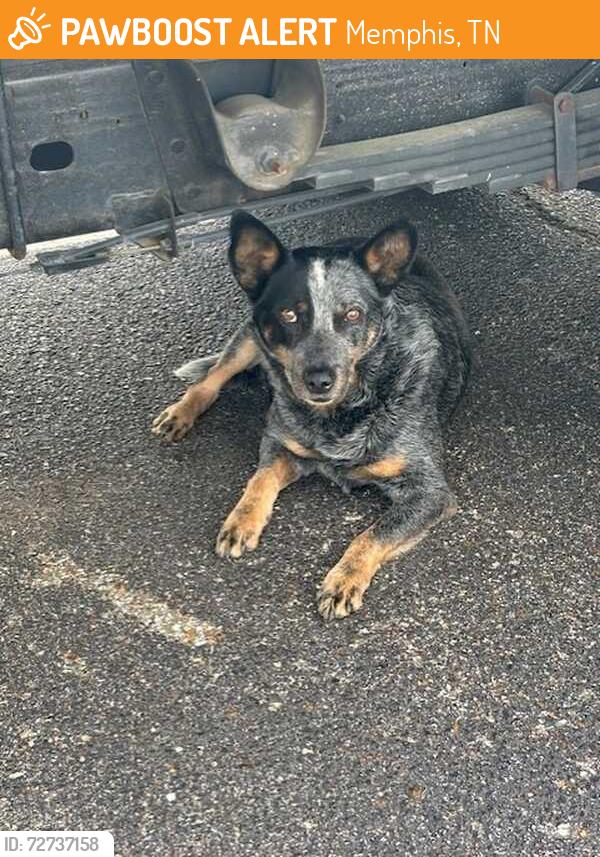 Found/Stray Male Dog last seen Racine at Walnut Grove Road , Memphis, TN 38111