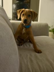 Found/Stray Male Dog last seen Commerce , San Antonio, TX 78205