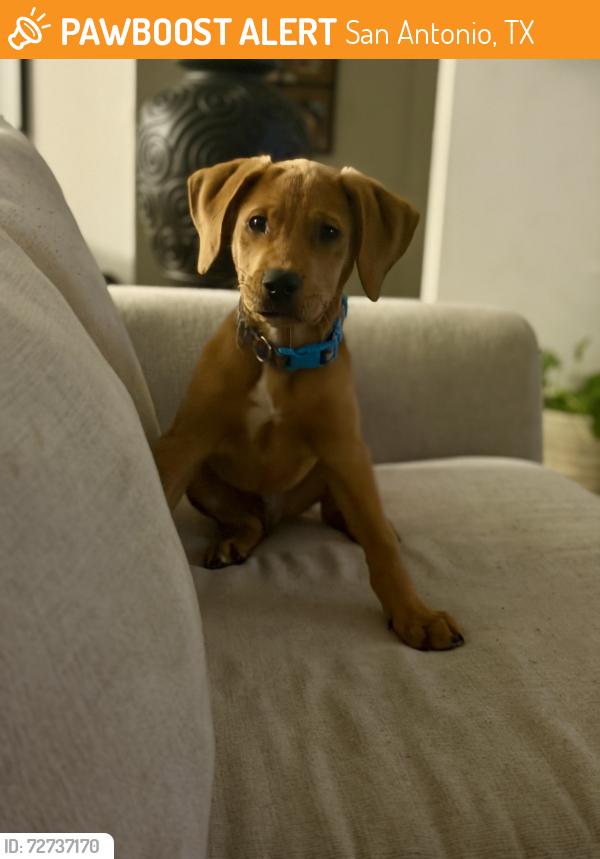 Found/Stray Male Dog last seen Commerce , San Antonio, TX 78205