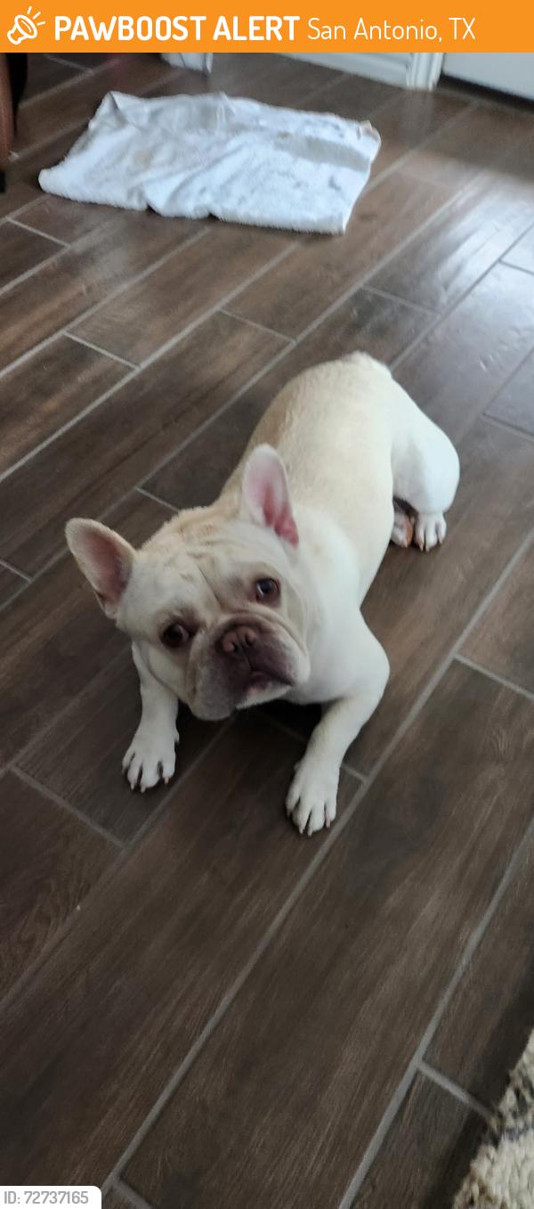Found/Stray Male Dog last seen Popeyes on culbera, San Antonio, TX 78228