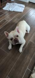 Found/Stray Male Dog last seen Popeyes on culbera, San Antonio, TX 78228