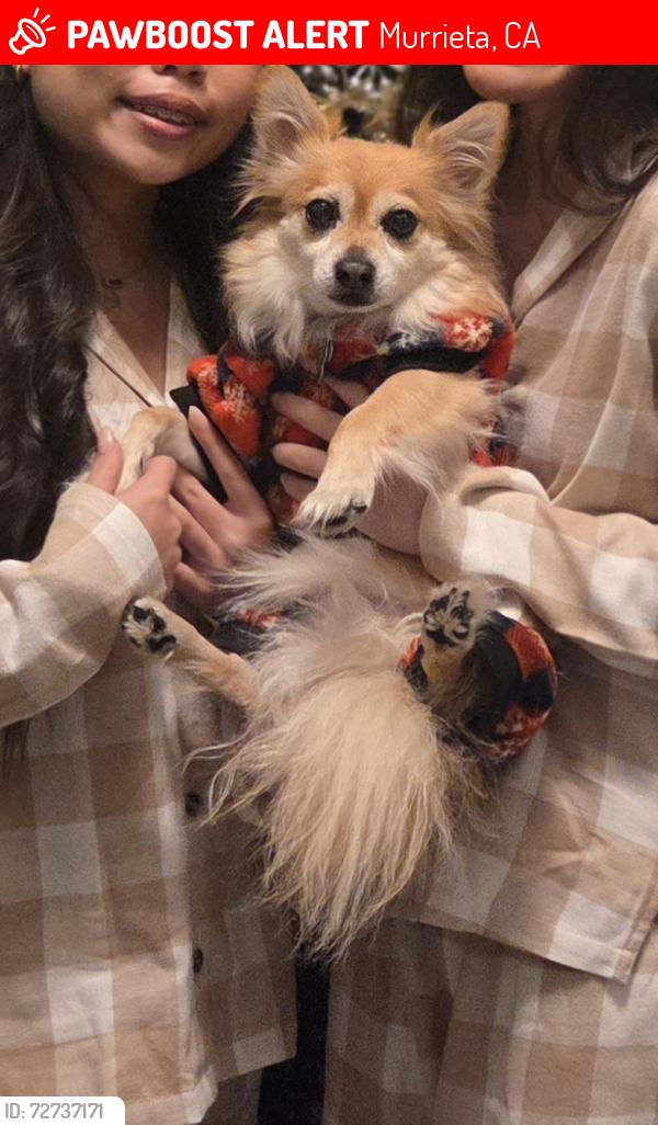 Lost Male Dog last seen Antelope Road between Loma Linda and Kaiser hosp in Murrieta , Murrieta, CA 92563