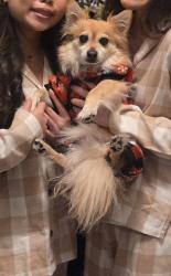 Lost Male Dog last seen Antelope Road between Loma Linda and Kaiser hosp in Murrieta , Murrieta, CA 92563