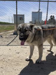Found/Stray Male Dog last seen Behind Johannsen High School Modesto, Modesto, CA 95357