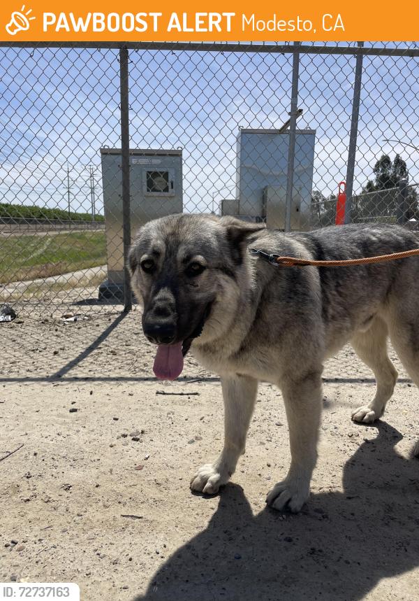 Found/Stray Male Dog last seen Behind Johannsen High School Modesto, Modesto, CA 95357