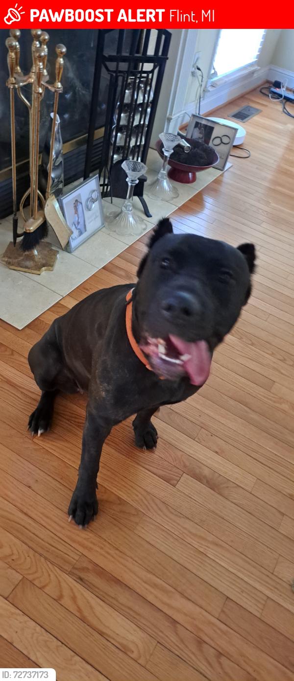 Lost Female Dog last seen McLaren hosp , Flint, MI 48503
