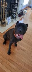 Lost Female Dog last seen McLaren hosp , Flint, MI 48503
