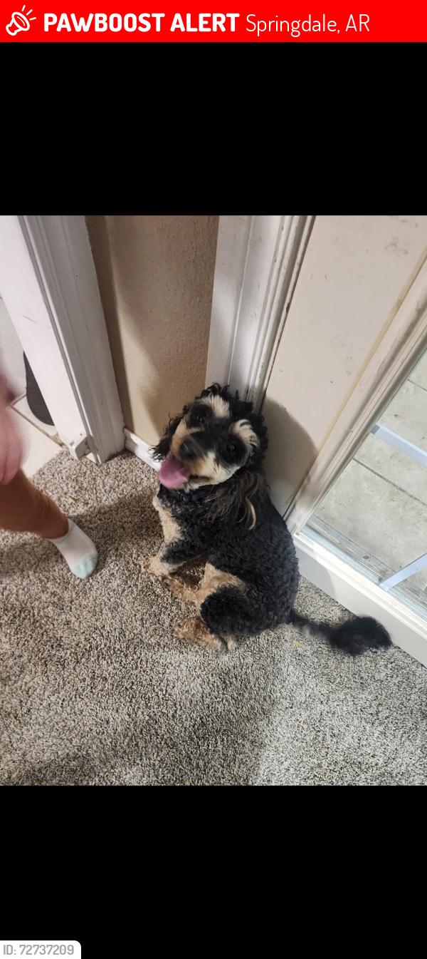 Lost Male Dog last seen Warwick cove springdale arkansas , Springdale, AR 72762