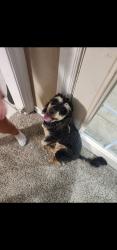 Lost Male Dog last seen Warwick cove springdale arkansas , Springdale, AR 72762