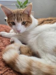 Lost Male Cat last seen Harrison , Ogden, UT 84401