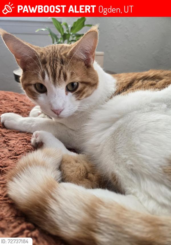 Lost Male Cat last seen Harrison , Ogden, UT 84401