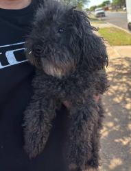 Reunited Male Dog last seen 110th and university , Lubbock, TX 79401