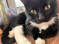 Lost Male Cat last seen Dayton avenue, Xenia, OH 45385