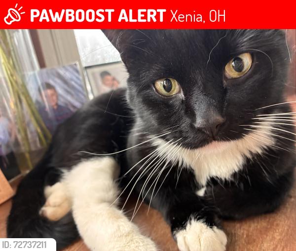 Lost Male Cat last seen Dayton avenue, Xenia, OH 45385
