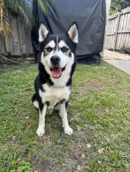 Found/Stray Male Dog last seen 17th Street and US1, Fort Lauderdale, FL 33316