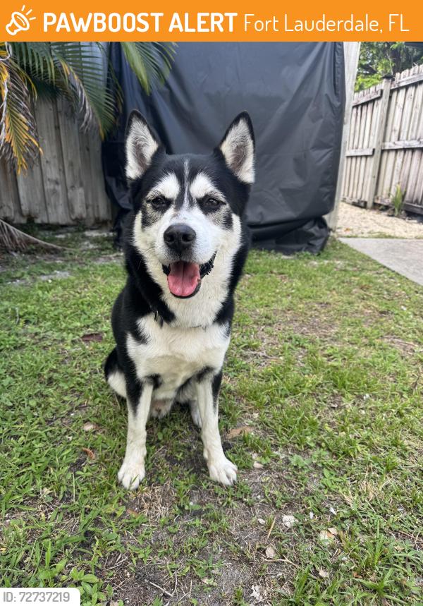 Found/Stray Male Dog last seen 17th Street and US1, Fort Lauderdale, FL 33316