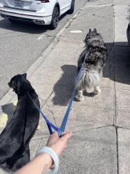 Found/Stray Unknown Dog last seen E 24th & Stuart, Oakland, CA 94610