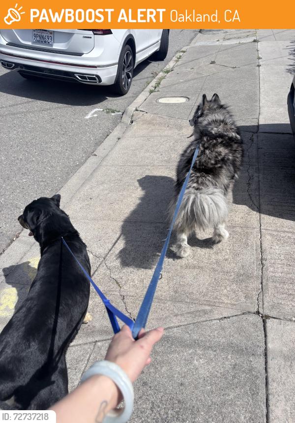 Found/Stray Unknown Dog last seen E 24th & Stuart, Oakland, CA 94610