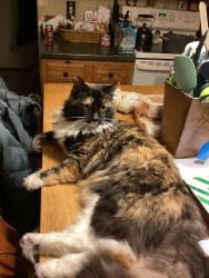 Lost Female Cat last seen Kennebunk Plains Preserve, Kennebunk, ME 04043