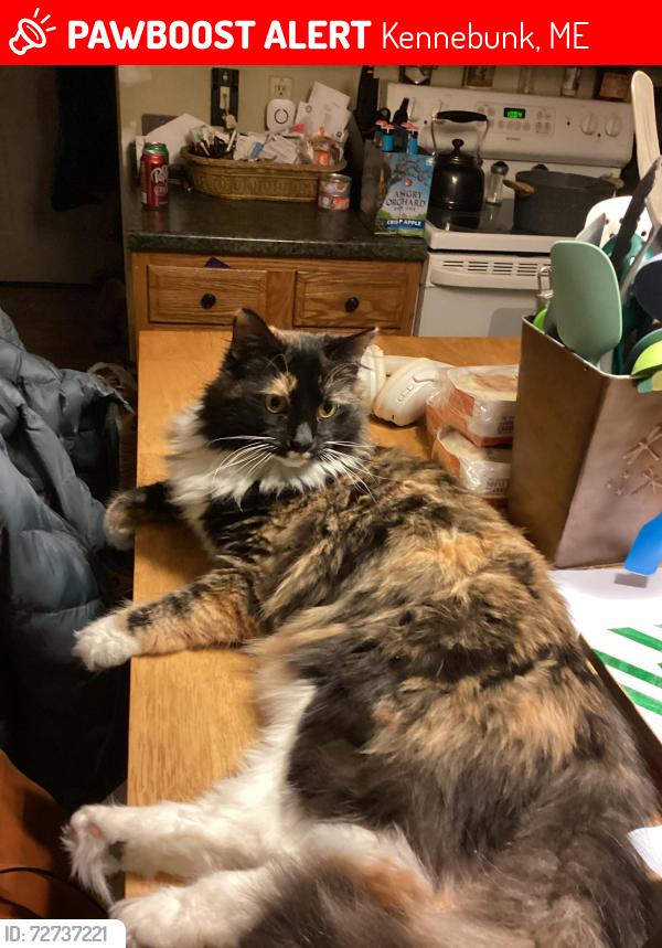 Lost Female Cat last seen Kennebunk Plains Preserve, Kennebunk, ME 04043