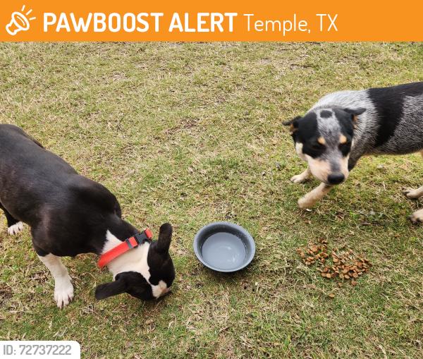 Found/Stray Female Dog last seen Lund Drive Pecan Creek, Temple, TX 76504