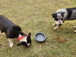 Found/Stray Female Dog last seen Lund Drive Pecan Creek, Temple, TX 76504