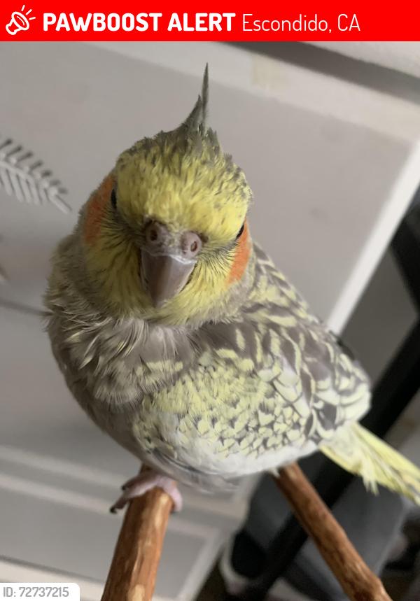 Lost Female Bird last seen Broadway and El norte Parkway , Escondido, CA 92026