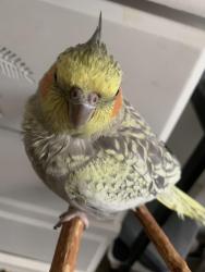 Lost Female Bird last seen Broadway and El norte Parkway , Escondido, CA 92026