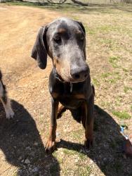 Lost Male Dog last seen Mccaleb rd, Lawrence County, TN 38464
