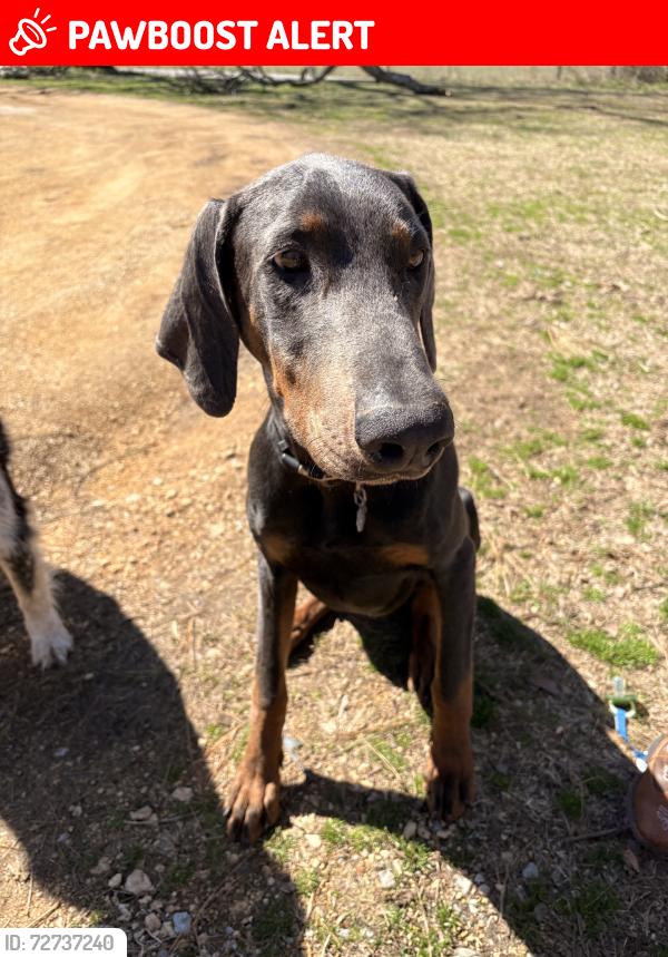 Lost Male Dog last seen Mccaleb rd, Lawrence County, TN 38464
