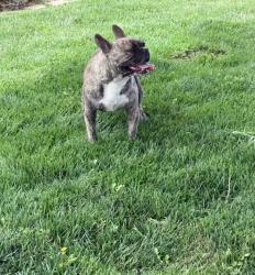 Lost Male Dog last seen 66th west and L-4, Quartz Hill, CA 93536