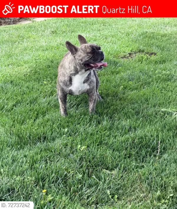Lost Male Dog last seen 66th west and L-4, Quartz Hill, CA 93536