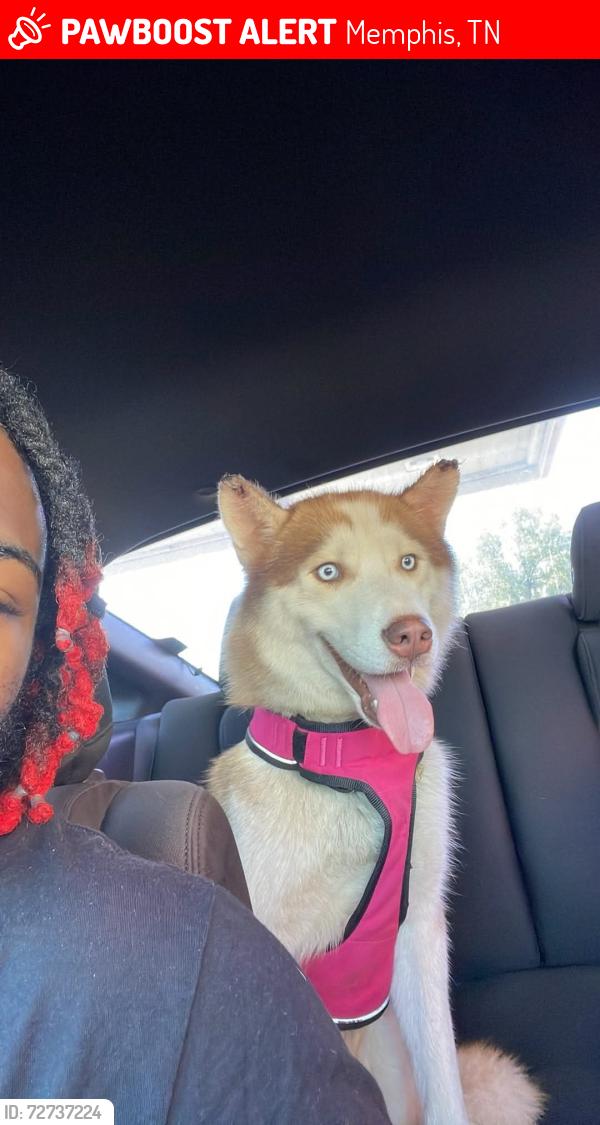 Lost Male Dog last seen Powell Ave Memphis Tennessee , Memphis, TN 38122