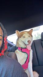 Lost Male Dog last seen Powell Ave Memphis Tennessee , Memphis, TN 38122