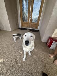 Found/Stray Male Dog last seen Found off olive and jewetta, Bakersfield, CA 93312