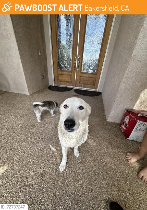 Found/Stray Male Dog last seen Found off olive and jewetta, Bakersfield, CA 93312