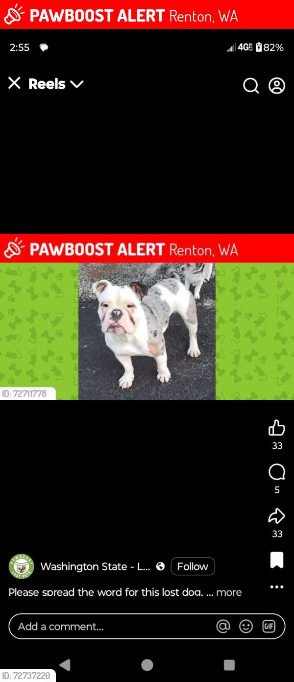 Lost Male Dog last seen Benson hill , Renton, WA 98055