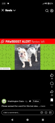 Lost Male Dog last seen Benson hill , Renton, WA 98055
